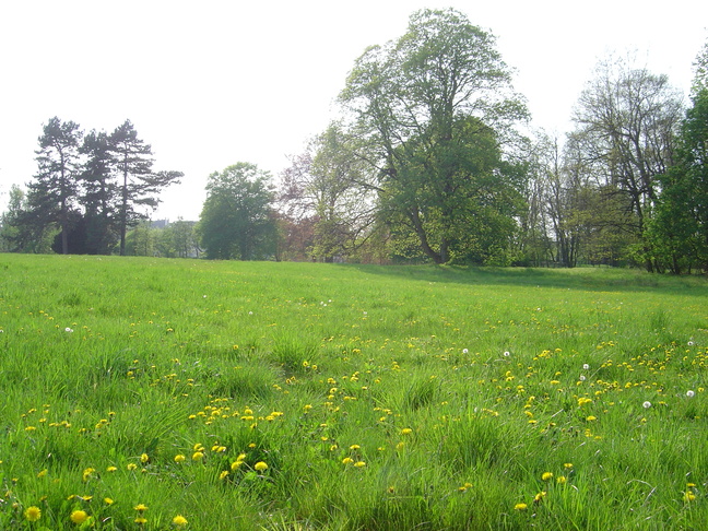 Meadow